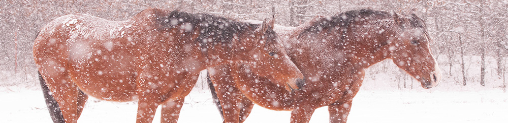 Animal response & recovery resources.