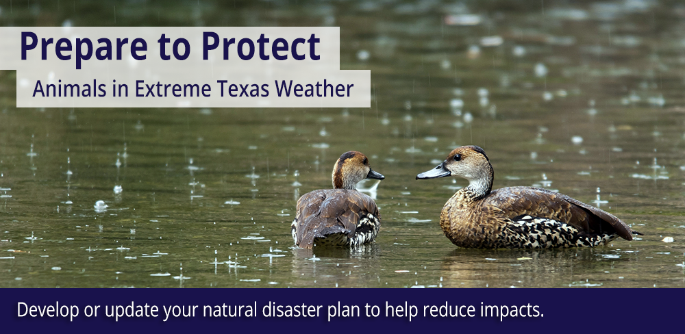 Prepare to protect animals in extreme Texas weather. Develop or update your natural disaster plan to help reduce impacts.