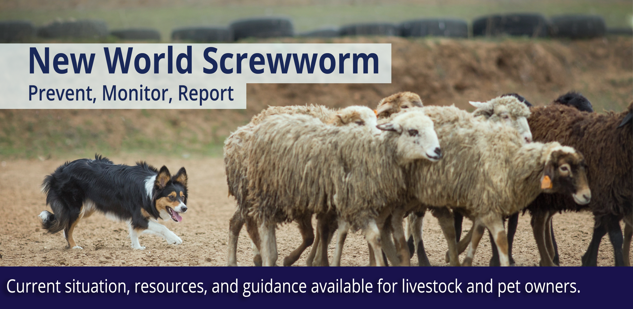 New World Screwworm -- Prevent, Monitor, Report.